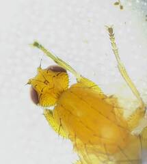 Suillia convergens