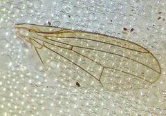 Suillia convergens