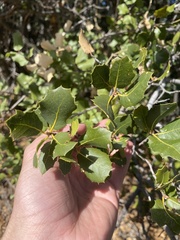 Quercus wislizeni frutescens