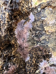 Punctularia atropurpurascens