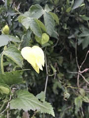 Dalechampia