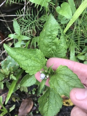Ageratum conyzoides