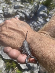 Opisthacanthus capensis