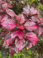 Iresine diffusa herbstii