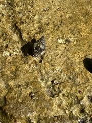 Neogastropoda