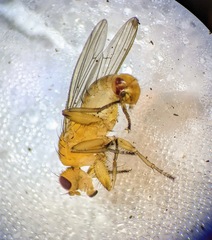 Suillia convergens