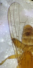 Suillia convergens