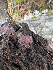 Punctularia atropurpurascens