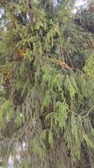 Juniperus flaccida