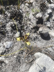 Moraea lurida