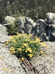 Cymopterus terebinthinus
