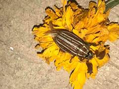 Polyphylla decemlineata