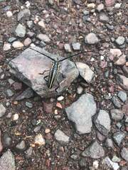 Sphaenothecus trilineatus