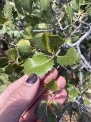 Quercus wislizeni frutescens