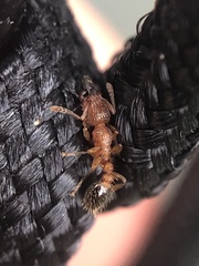 Tetramorium bicarinatum