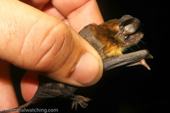 Mops brachypterus