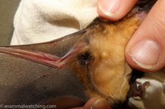 Mops brachypterus