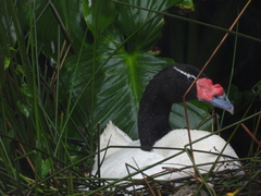 Cygnus melancoryphus