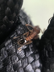 Tetramorium bicarinatum