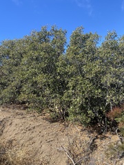 Quercus wislizeni frutescens