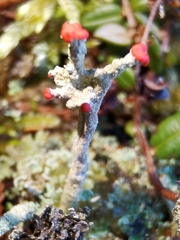 Cladonia floerkeana
