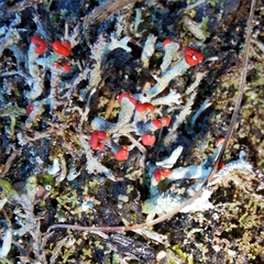 Cladonia floerkeana