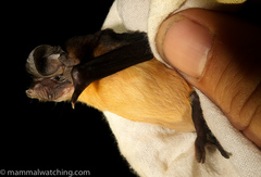 Mops brachypterus