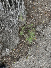 Ratibida columnifera