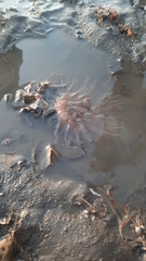 Paracondylactis sinensis