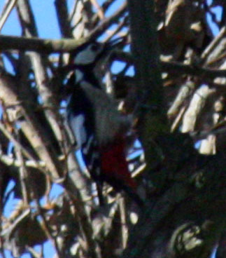 Dendrocopos major