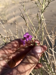 Penstemon thurberi