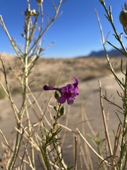 Penstemon thurberi