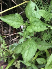 Ageratum conyzoides