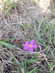 Oxalis drummondii