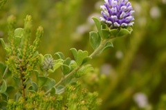 Psoralea bracteolata