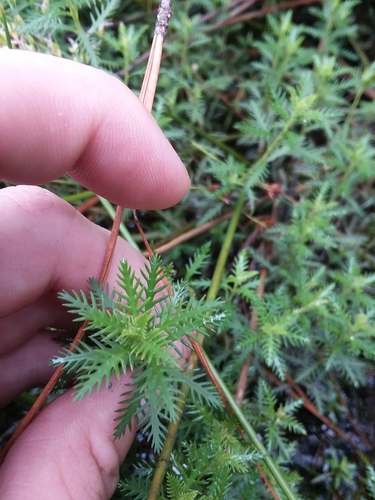 Intermediate Mermaidweed (Proserpinaca intermedia)