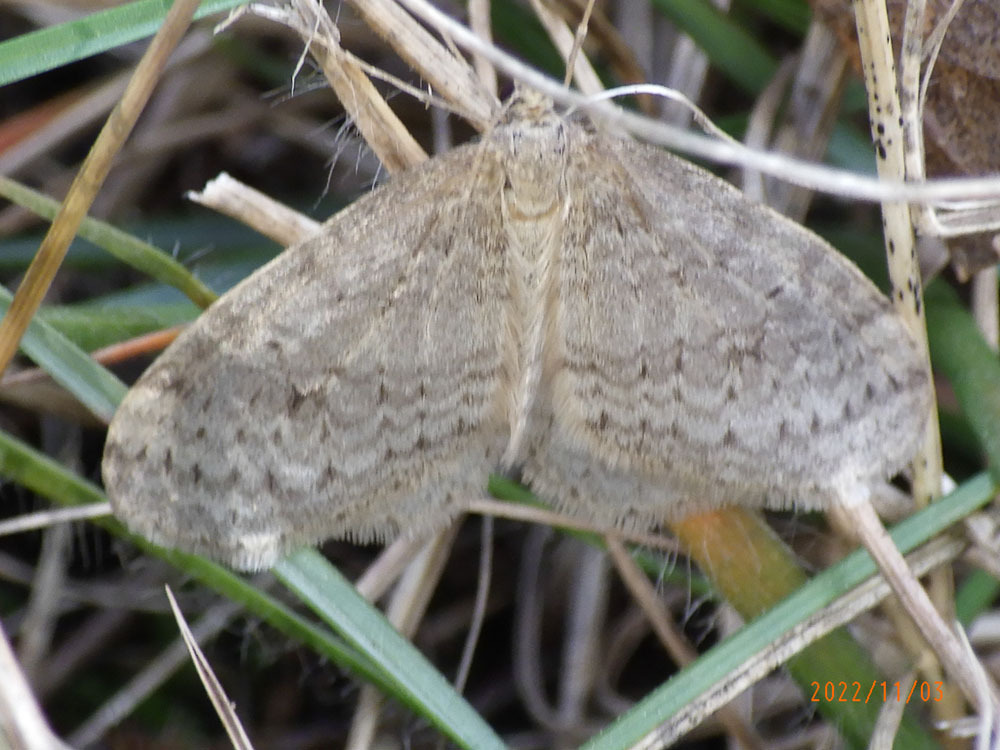 Bruce Spanworm Moth from St Louis County, MN, USA on November 03, 2022 ...