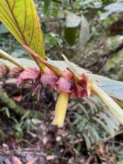 Columnea
