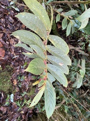 Columnea
