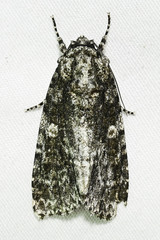 Acronicta afflicta