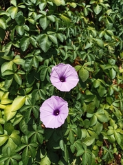 Ipomoea