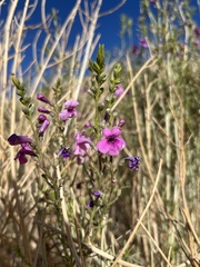 Penstemon thurberi
