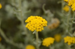 Helichrysum dasyanthum