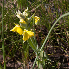 Pterygodium acutifolium