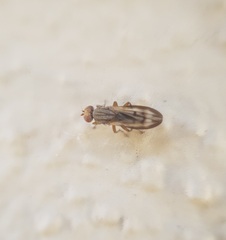 Opomyzidae