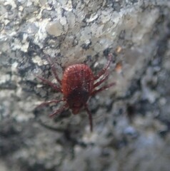 Rhipicephalus sanguineus