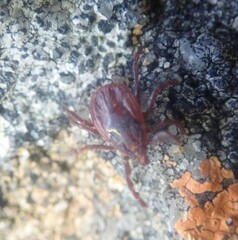 Rhipicephalus sanguineus