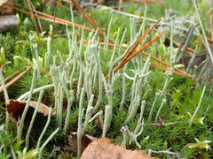 Cladonia subulata
