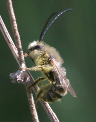 Eucera