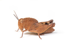 Tomonotus ferruginosus